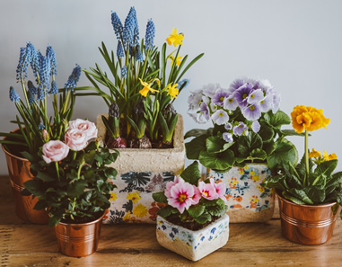 Fleurs 