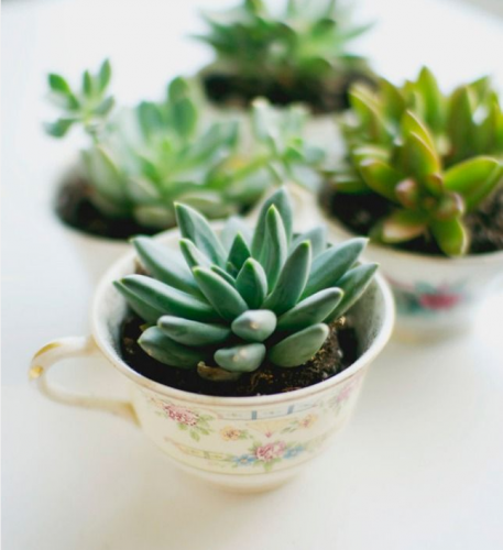 plante